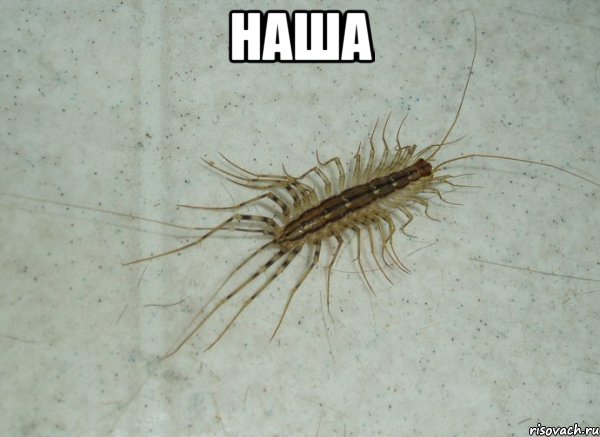 Наша 