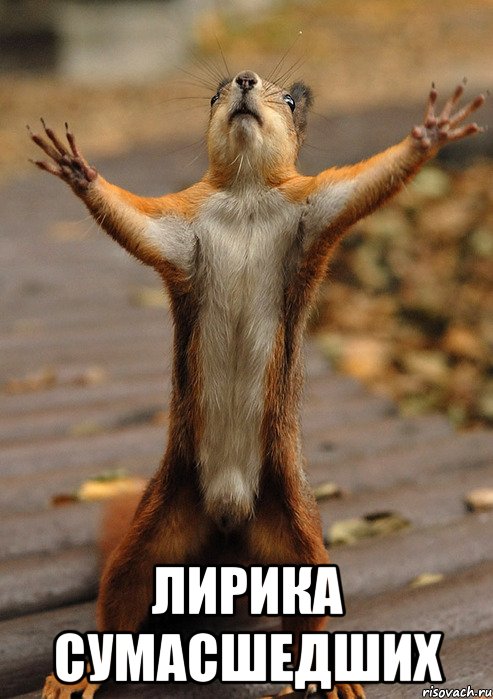  ЛИРИКА СУМАСШЕДШИХ, Мем Сумасшедшая белка