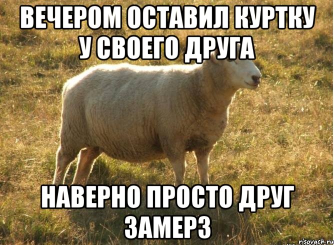 вечером оставил куртку у своего друга наверно просто друг замерз, Мем Типичная овца