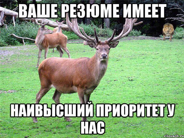 Ваше резюме имеет наивысший приоритет у нас