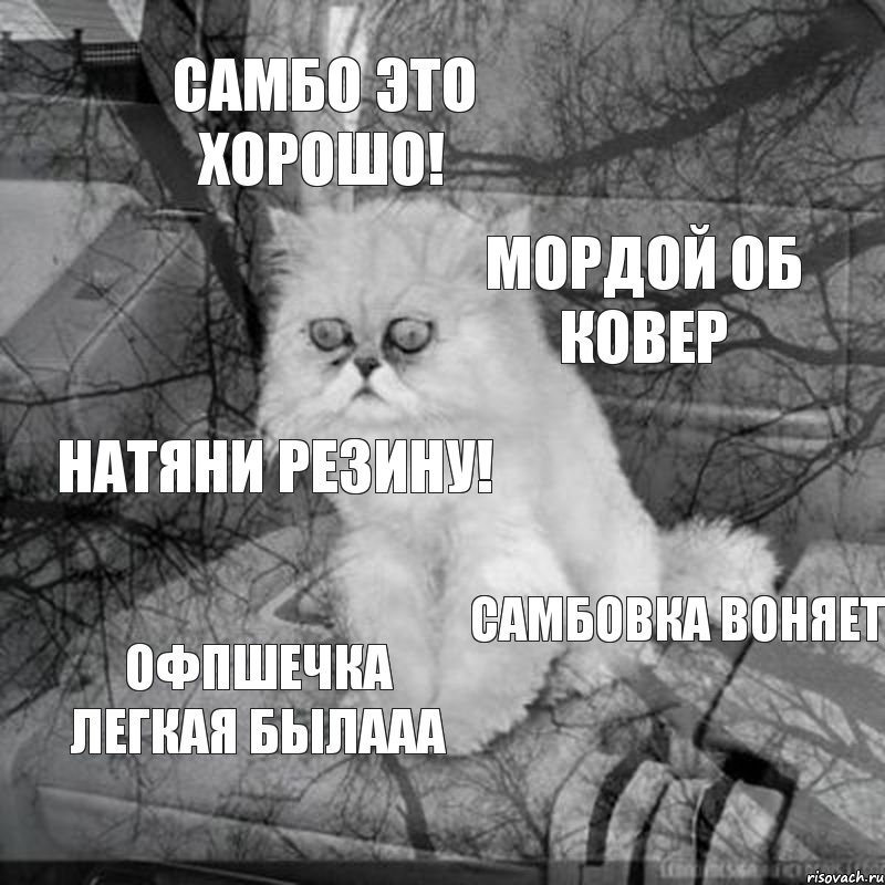 Самбо это хорошо! Мордой об ковер натяни резину! Самбовка воняет ОФПшечка легкая былааа, Комикс  кот безысходность