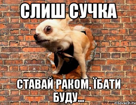 Слиш сучка ставай раком, їбати буду...