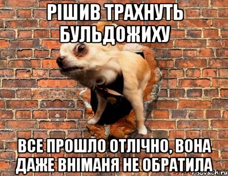 Рішив трахнуть бульдожиху все прошло отлічно, вона даже вніманя не обратила