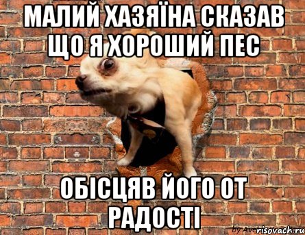 малий хазяїна сказав що я хороший пес обісцяв його от радості