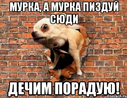 Мурка, а Мурка пиздуй сюди дечим порадую!