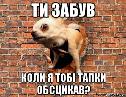 Ти забув коли я тобі тапки обсцикав?