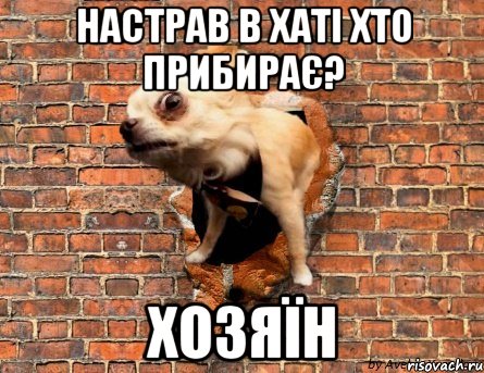 Настрав в хаті Хто прибирає? Хозяїн