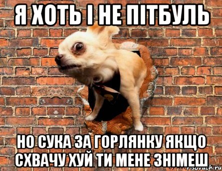 Я хоть і не пітбуль Но сука за горлянку якщо схвачу хуй ти мене знімеш