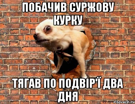Побачив Суржову курку тягав по подвір'ї два дня