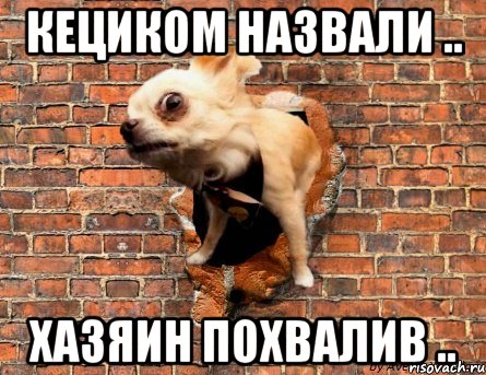 кециком назвали .. хазяин похвалив ..