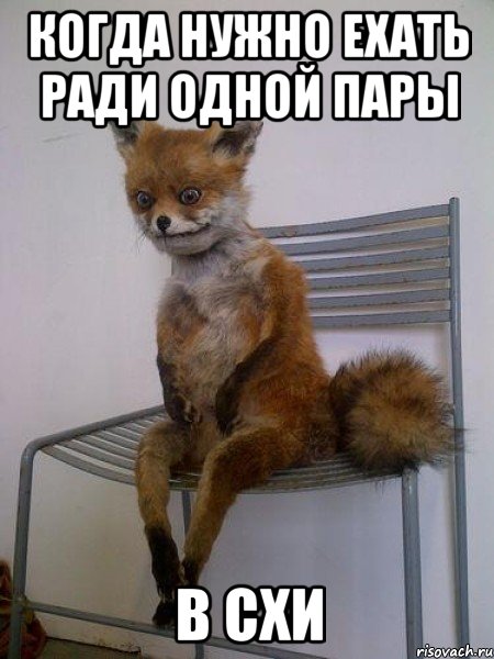 Когда нужно ехать ради одной пары в СХИ, Мем Упоротая лиса