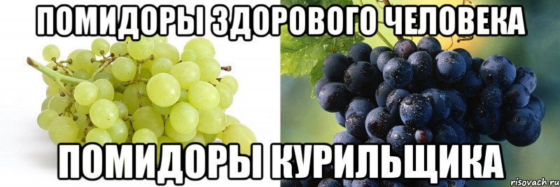 Помидоры здорового человека Помидоры курильщика