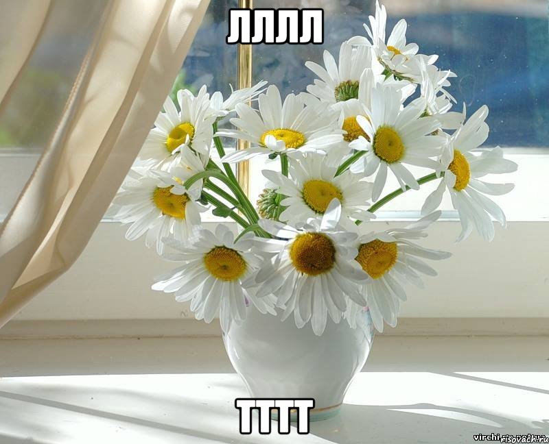 лллл тттт, Мем xddddd