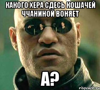 какого хера сдесь кошачей ччаниной воняет а?