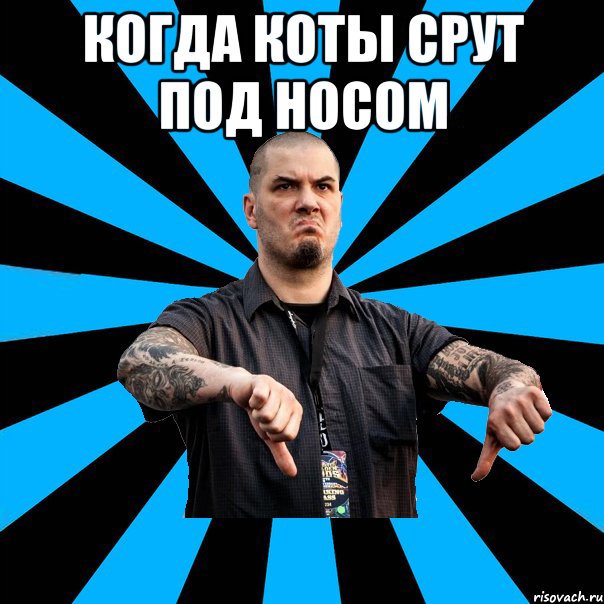Когда коты срут под носом 