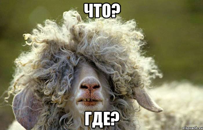 что? где?