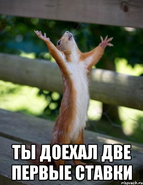  Ты доехал две первые ставки, Мем    белка молится