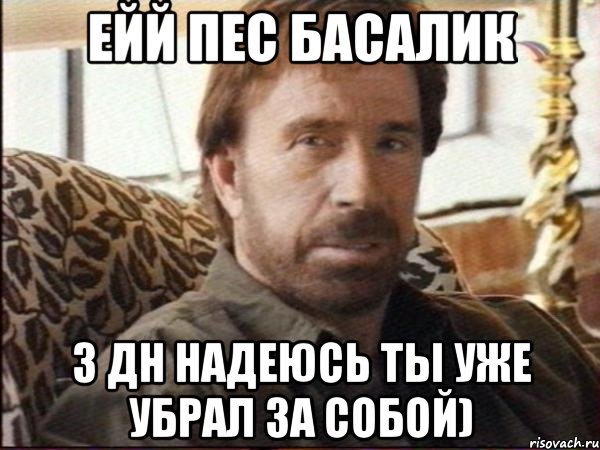 ейй пес басалик з ДН надеюсь ты уже убрал за собой), Мем чак норрис