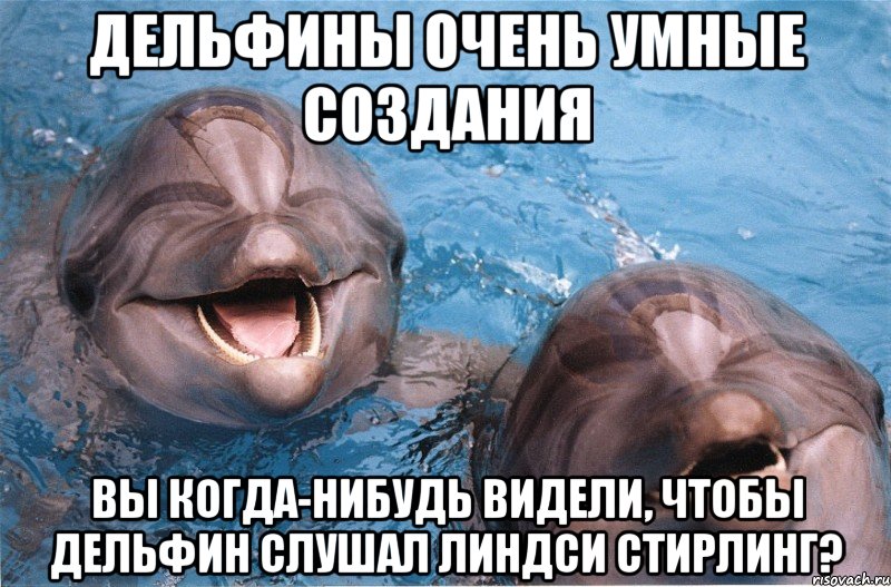 Дельфины очень умные создания Вы когда-нибудь видели, чтобы дельфин слушал Линдси Стирлинг?