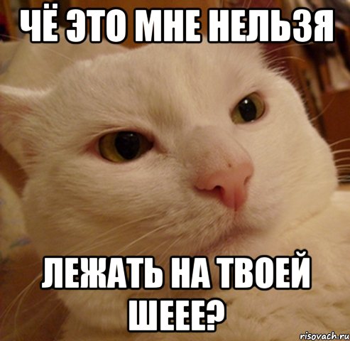 чё это мне нельзя лежать на твоей шеее?, Мем Дерзкий котэ