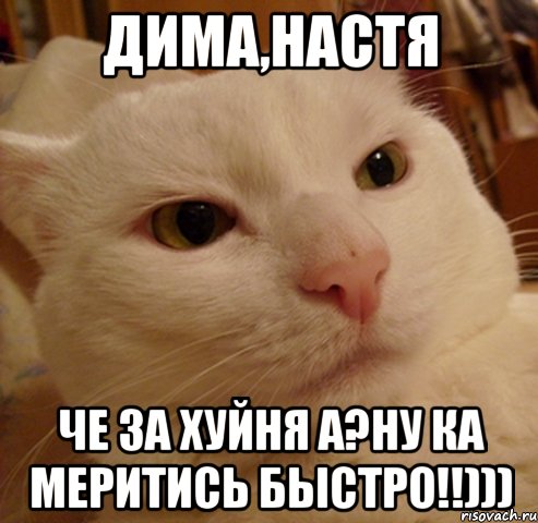 ДИМА,НАСТЯ Че за хуйня а?ну ка меритись быстро!!))), Мем Дерзкий котэ