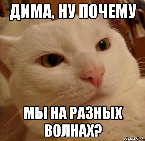 Дима, ну почему мы на разных волнах?, Мем Дерзкий котэ