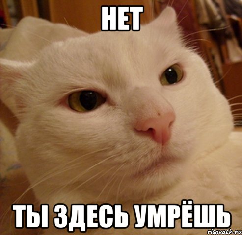 НЕТ ТЫ здесь умрёшь, Мем Дерзкий котэ