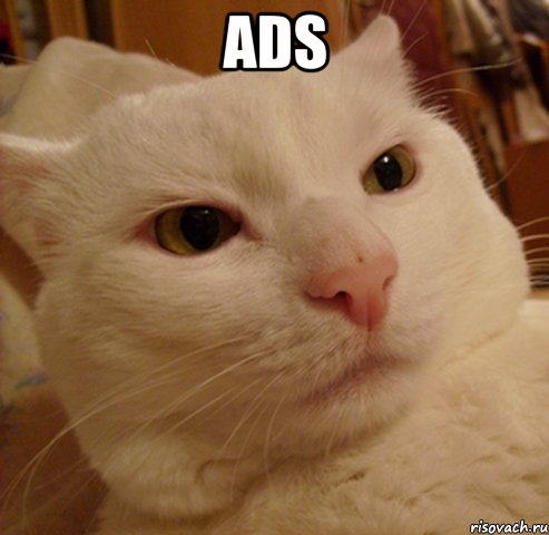 ads , Мем Дерзкий котэ