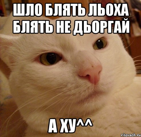 Шло блять Льоха блять не дьоргай А ху^^, Мем Дерзкий котэ