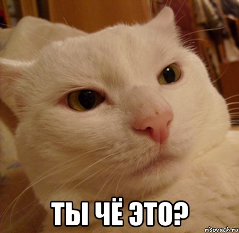 ТЫ ЧЁ ЭТО?, Мем Дерзкий котэ