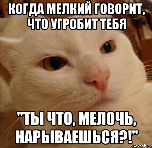 Когда мелкий говорит, что угробит тебя "Ты что, мелочь, нарываешься?!", Мем Дерзкий котэ