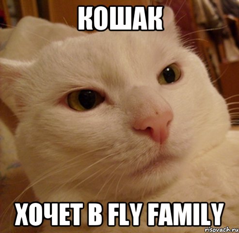 Кошак хочет в Fly Family, Мем Дерзкий котэ