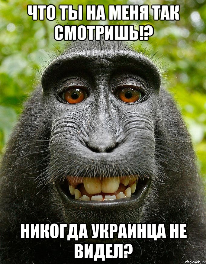 Что ты на меня так смотришь!? Никогда украинца не видел?, Мем  Довольная обезьяна