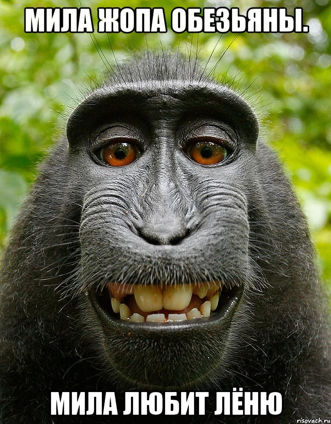 Очко гориллы (33 фото)