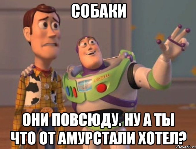 Собаки они повсюду. Ну а ты что от амурстали хотел?, Мем Они повсюду (История игрушек)