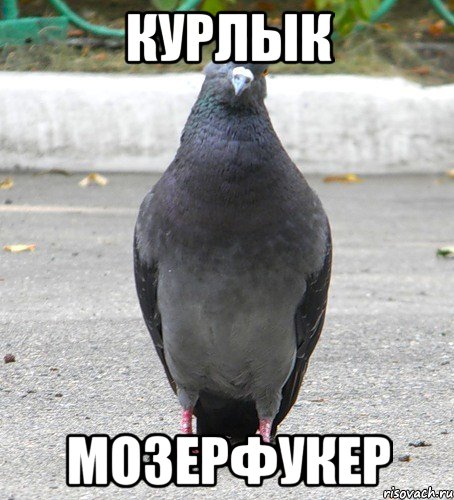 Курлык Мозерфукер