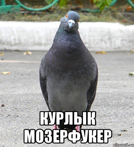  курлык мозерфукер