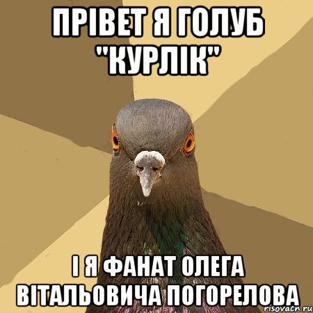 Прівет я голуб "курлік" і я фанат Олега вітальовича погорелова, Мем голубь