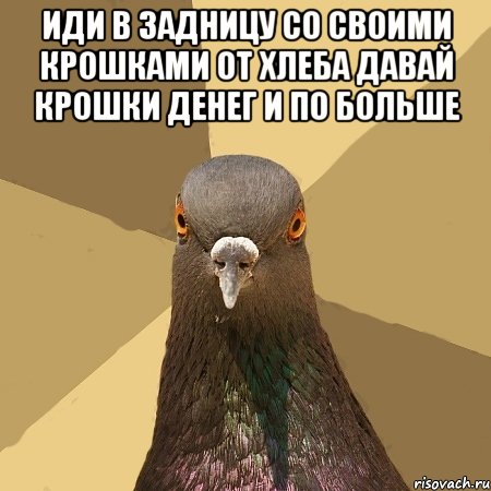 Иди в задницу со своими крошками от хлеба давай крошки денег и по больше , Мем голубь