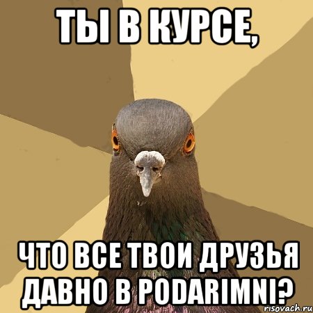 Ты в курсе, что все твои друзья давно в Podarimni?, Мем голубь