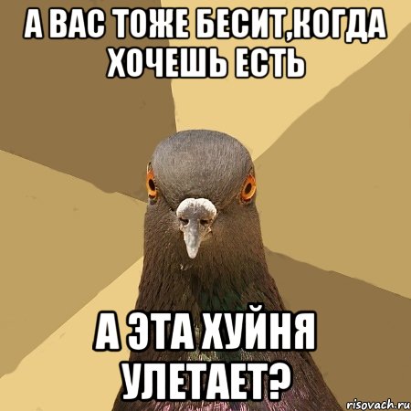 А вас тоже бесит,когда хочешь есть А эта хуйня улетает?, Мем голубь