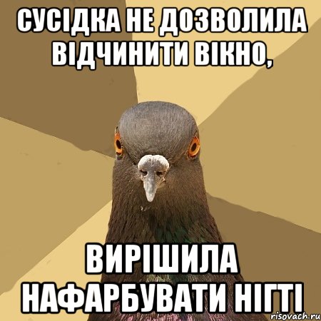 сусідка не дозволила відчинити вікно, вирішила нафарбувати нігті, Мем голубь