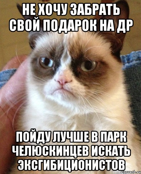 не хочу забрать свой подарок на ДР пойду лучше в парк челюскинцев искать эксгибиционистов, Мем Угрюмый кот