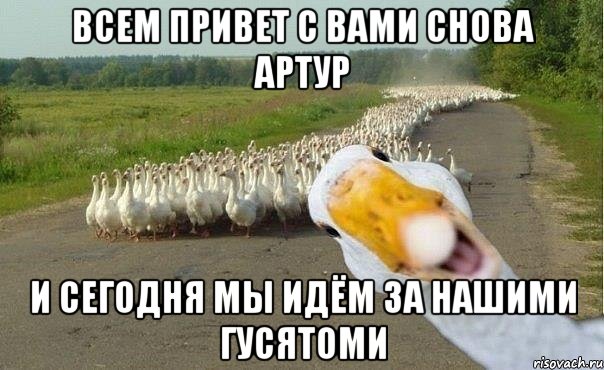 всем привет с вами снова Артур и сегодня мы идём за нашими ГУСЯТОМИ, Мем гуси