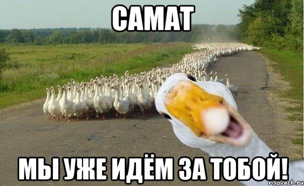 Самат Мы уже идём за тобой!, Мем гуси