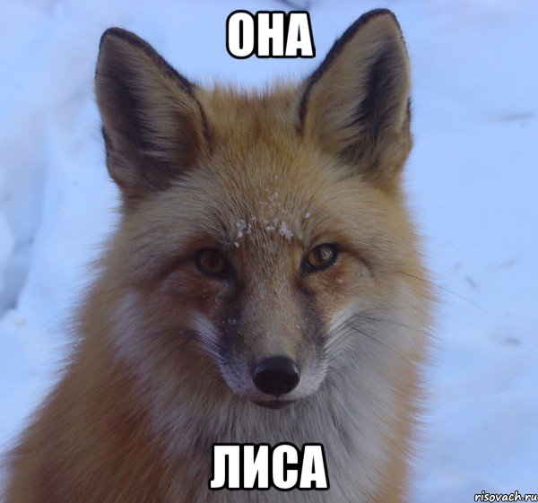 она лиса