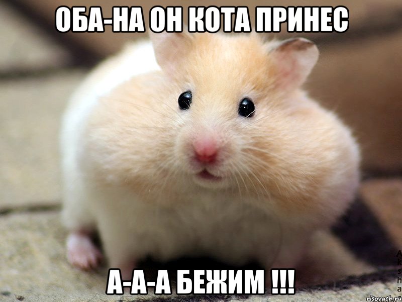 Оба-на он кота принес А-а-а бежим !!!