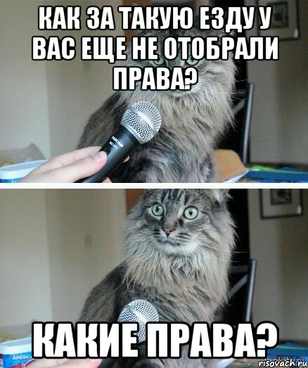 как за такую езду у вас еще не отобрали права? какие права?, Комикс  кот с микрофоном