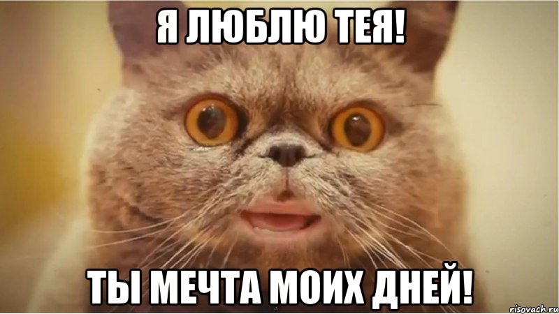 Я ЛЮБЛЮ ТЕЯ! ТЫ МЕЧТА МОИХ ДНЕЙ!, Мем кот Сальвадор