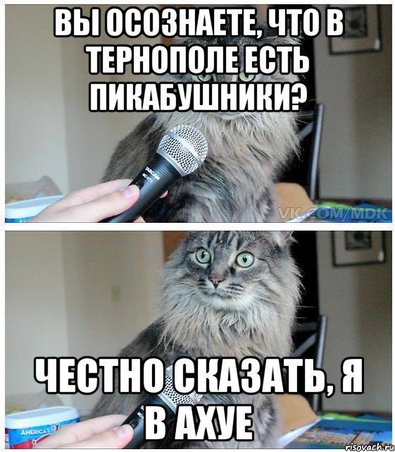 Вы осознаете, что в Тернополе есть пикабушники? Честно сказать, я в ахуе, Комикс  кот с микрофоном